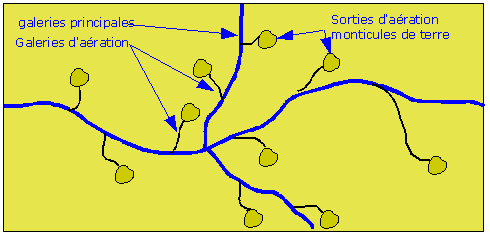 galeries formées par les taupes